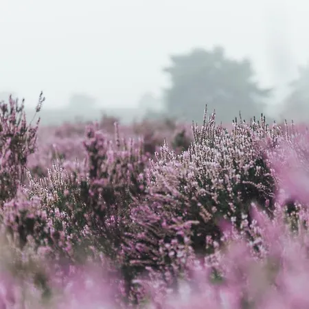 Noyr. Tiny House Hébergement de vacances Nunspeet