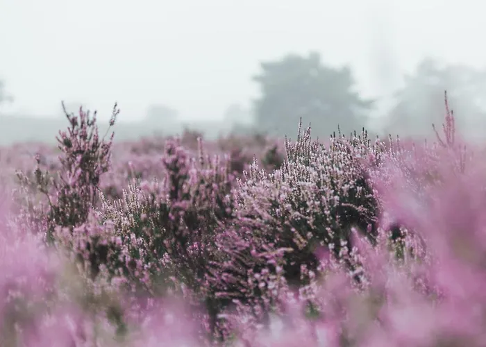 Noyr. Tiny House Tatil Evi Nunspeet